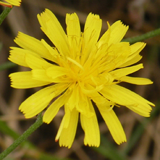 Wildflower Rough Hawkbit